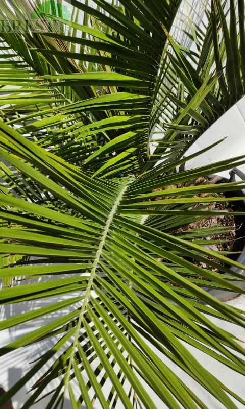 Jubaea Chilensis